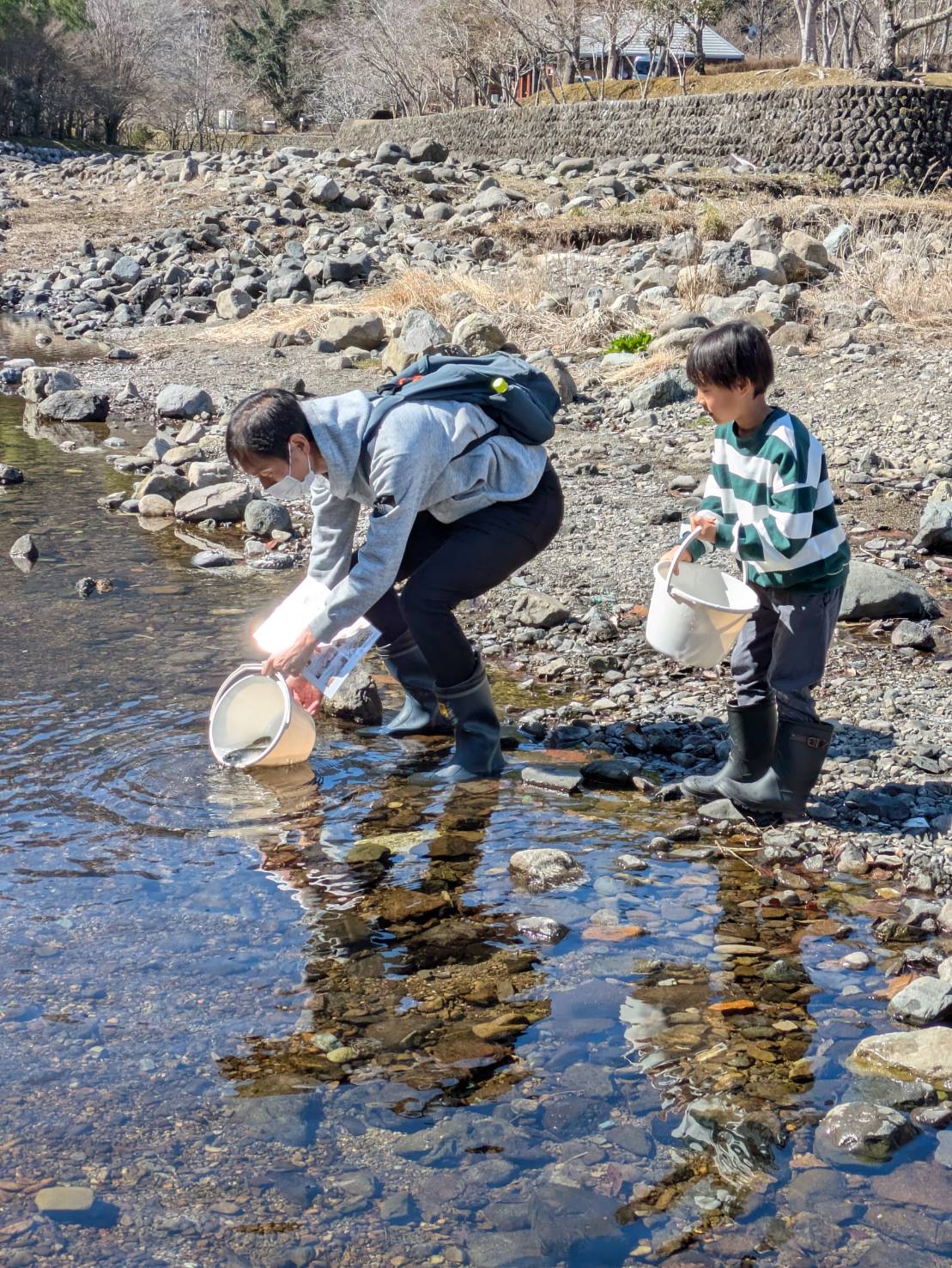 アマゴ成魚放流