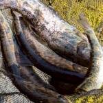 黒川キャンプ場前の渓流釣りアマゴの釣果