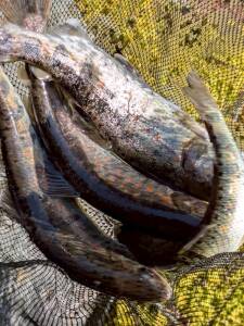 黒川キャンプ場前の渓流釣りアマゴの釣果