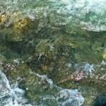 承元寺の鮎の遡上