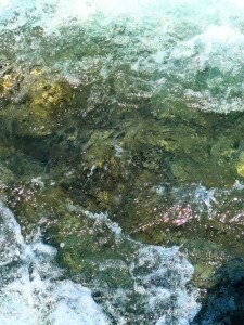 承元寺の鮎の遡上