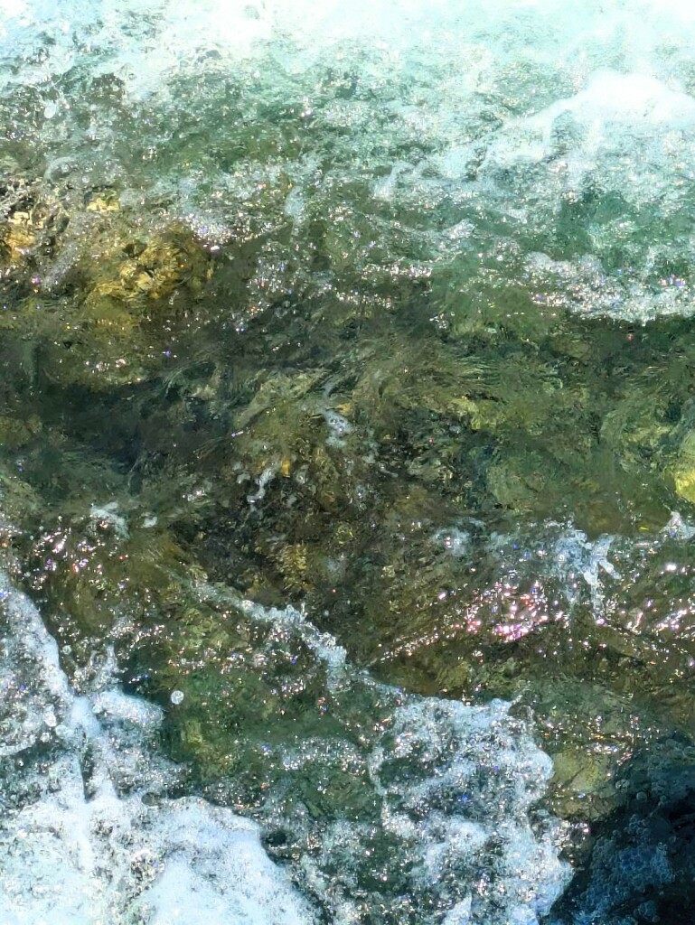 承元寺の鮎の遡上