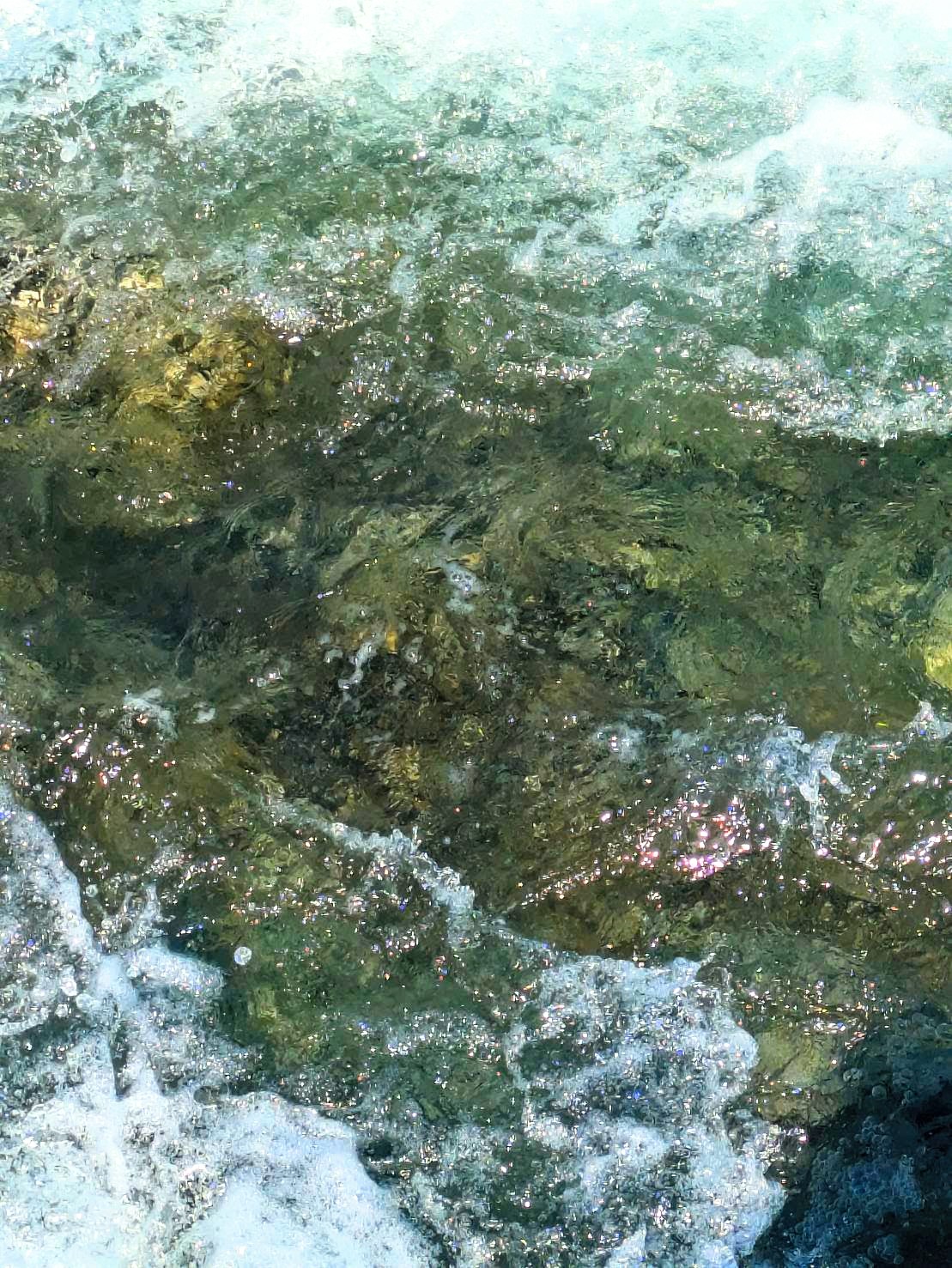 承元寺の鮎の遡上