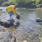 興津川、鮎の稚魚放流