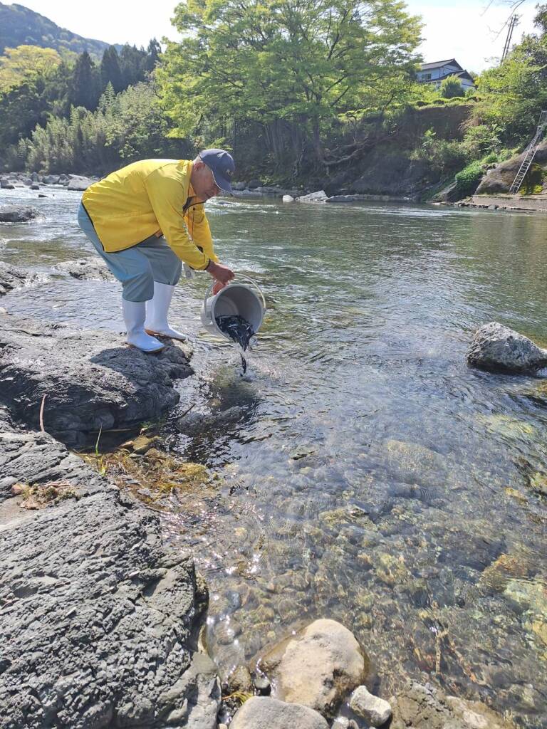 興津川、鮎の稚魚放流