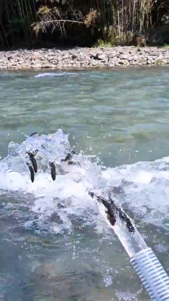 興津川の若鮎放流