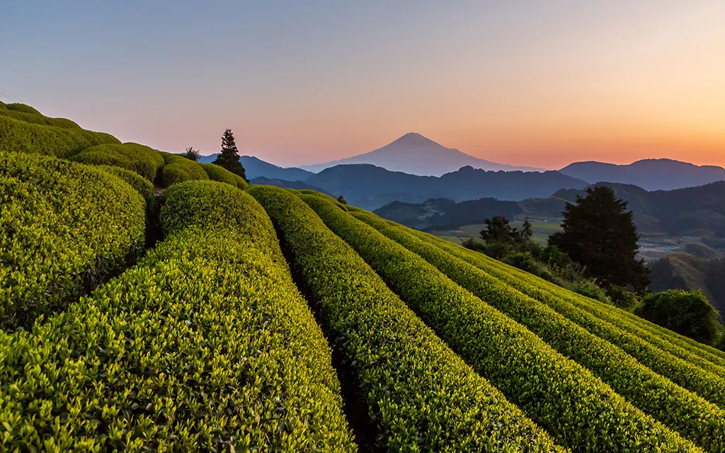 茶畑からの富士山